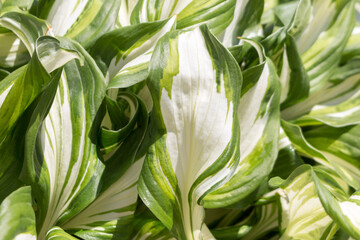 Fototapeta premium Green lush foliage host in the garden.