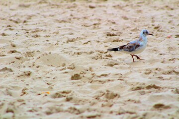 bird on the beach