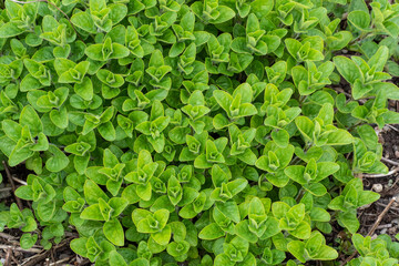 Oregano plants leaf (Origanum vulgare) Spice for cooking
