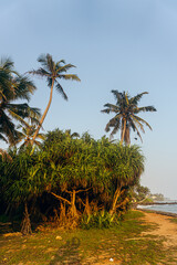 Fototapeta na wymiar Palm trees on the background of a blue sky, tropical landscape, paradise vacation.