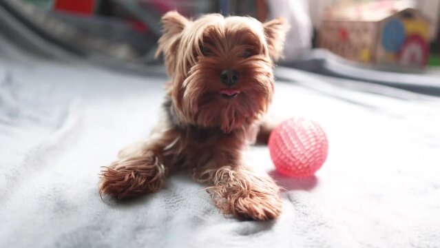 Small dog yorkshire terrier playing with a ball in the room