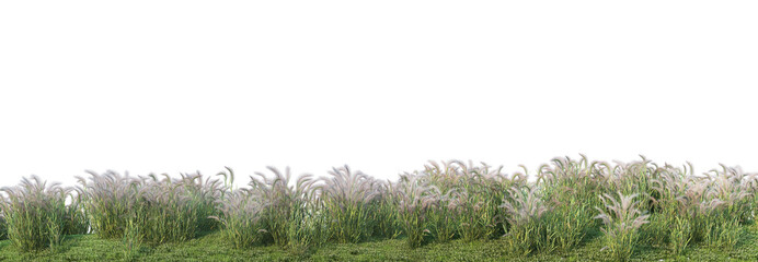3d render grass and shrub with white background