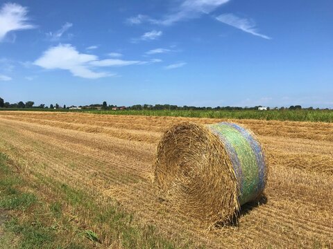 hay bales in the field