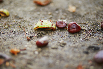 Chestnut fruits lying on the ground