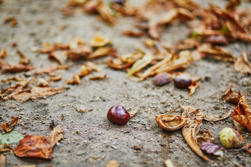 Chestnut fruits lying on the ground