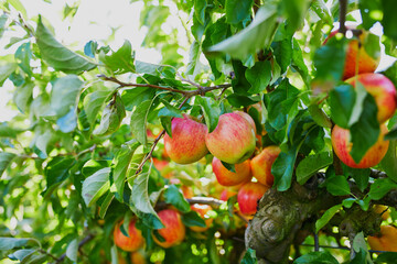 Red ripe organic apples on tree branch