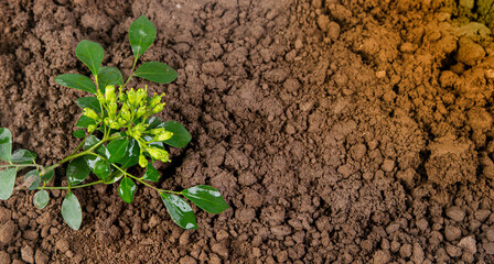 New born plant growing on brown fertile soil closeup view concept of life