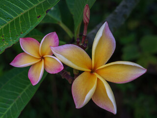 Closeup view of colorful orange yellow and pink frangipani or plumeria flowers isolated on green leaves background outdoors in tropical garden