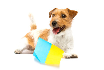 jack russell dog breed and flag of ukraine