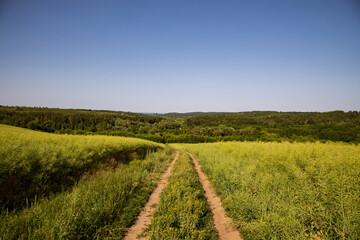 Fototapeta na wymiar fields and meadows of Ukraine