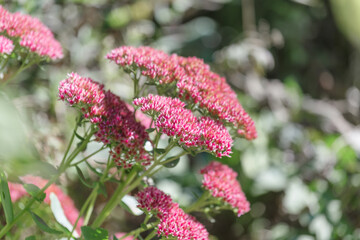 Flowering sedum stonecrop, an autumn pink dried flower in inflorescences. Growing garden plants and flowers
