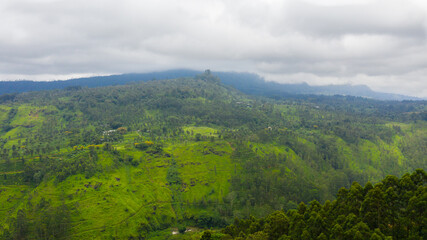 Tea plantations on the hillsides in the mountains of Sri Lanka. Tea estate landscape.