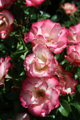 Cluster of pink and white Tea Roses, Derbyshire England
