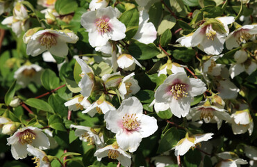 Lewis' Mock-orange flowers, Derbyshire England
