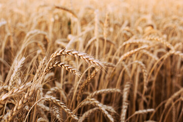 wheat  ripe grain harvest, field in sunset rays. grain crops