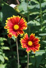 Two red and yellow Indian Blanket flowers, Derbyshire England
