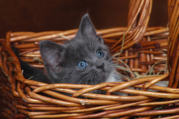Kitten in basket