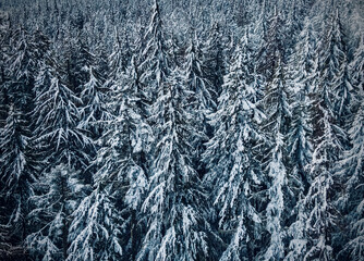 Snow On Trees