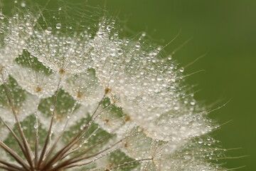 grass with dew drops