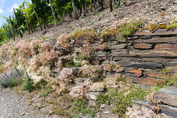 Alte Weinbergsmauer am Rotweinwanderweg bei Rech mit blühendem Sedum