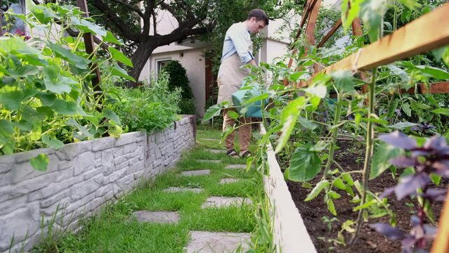 Teel farmer watering young seedlings from a watering can on a bed in the garden