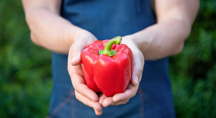 loseup of sweet pepper in hand of greengrocer