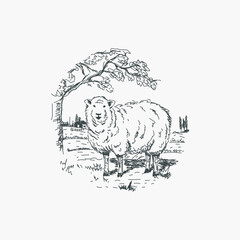 Hand drawn sheep in the farm landscape vintage style