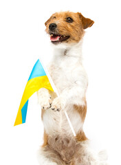 dog patriot of ukraine and flag in paws