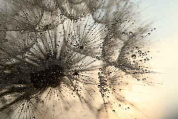 Fototapeta na wymiar dandelion seed with golden water drops. close up/