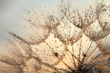  dandelion seed with golden water drops. close up/ © Haletska Olha