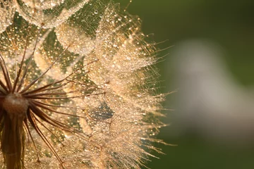 Rolgordijnen dandelion seed with golden water drops. close up/ © Haletska Olha
