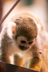 close up of a monkey