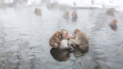 Family of snow monkey sitting in a hot spring at Jigokudani Yaen-Koen, Nagano Prefecture, Japan.