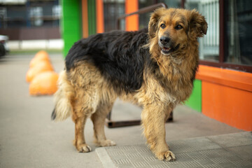 Stray dog with brown hair. Old dog on street.