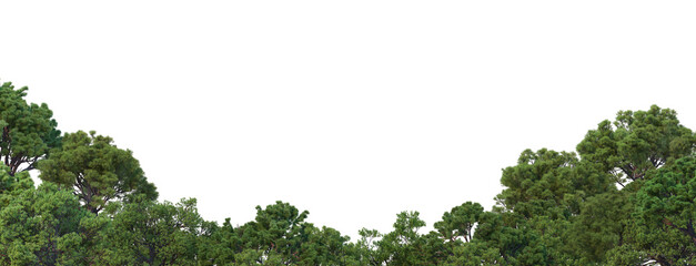 3d render forest with white background