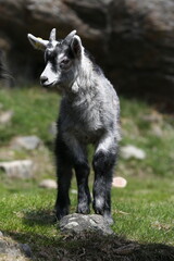 Young mountain goat in the Alps