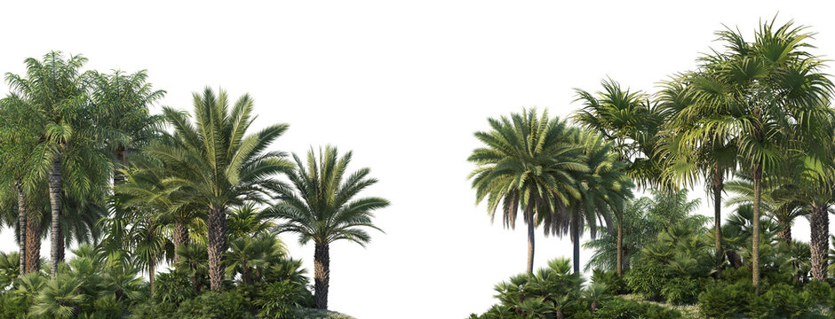 3d render palm forest with white background