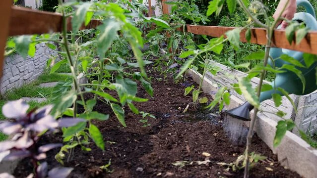 Teel farmer watering young seedlings from a watering can on a bed in the garden