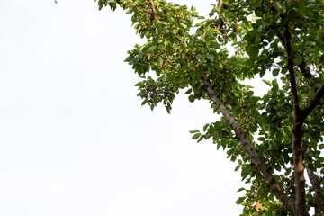 Linden Tree. Tree view from below. Sky view through the branches. Space for text.
