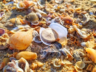 seashells on the beach