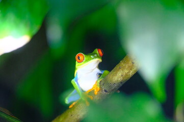 costa rica_dschungel