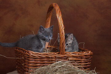 Fototapeta Kitten in basket obraz