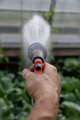 watering the plants