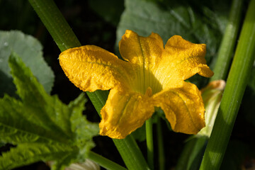 yellow flower with water drops