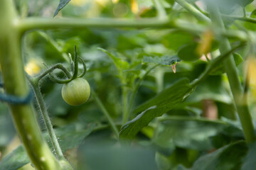 tomato plant