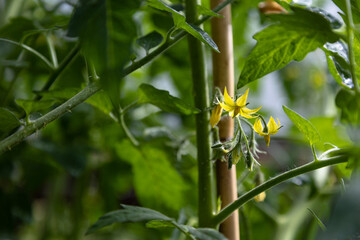 yellow flowers tomato plant 