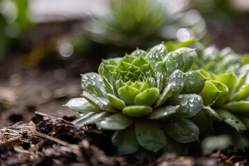 close up of plant succulent 