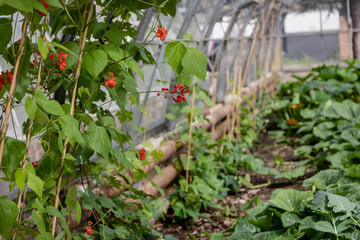 plants growing in a greenhouse