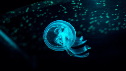 Jellyfish in dark water floating