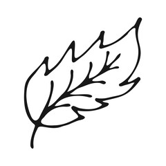 Leaf in doodle style black outline on a white background. Vector illustration.